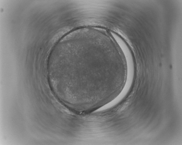 X0000069810673200606161850