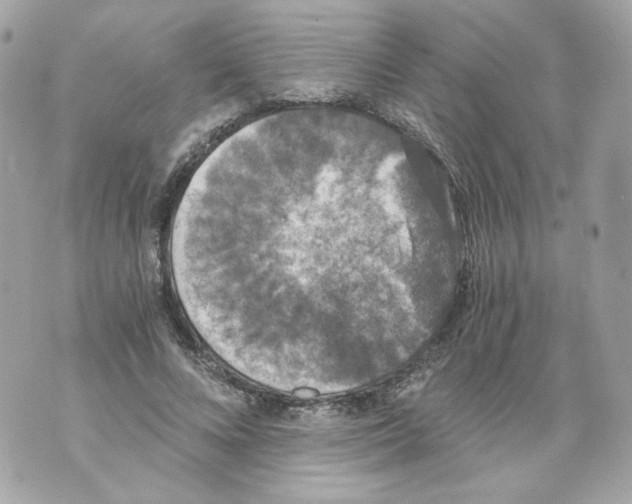 X0000069810688200606161850