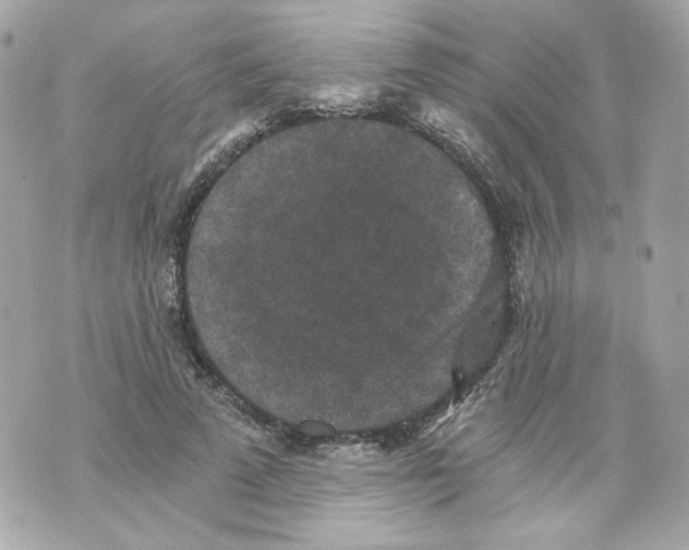 X0000069810689200606161850