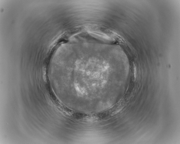 X0000069810696200606161850