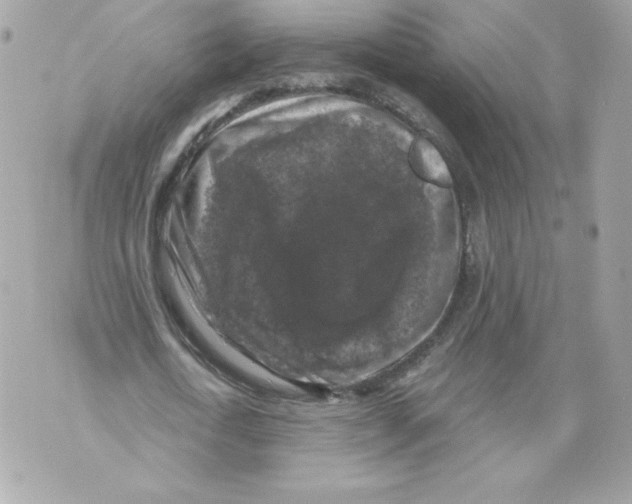 X0000069810722200606161848