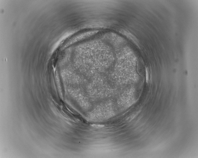 X0000069810723200606161848