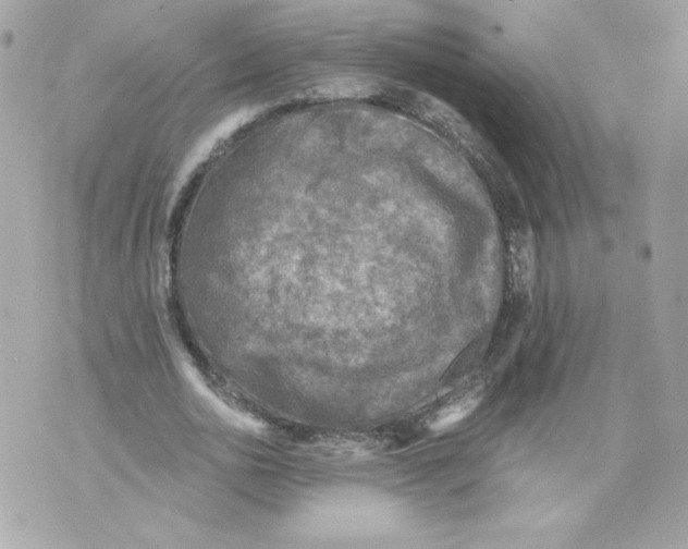 X0000069810726200606161849