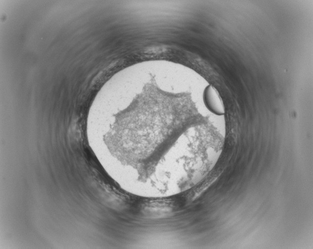 X0000069810758200606161849