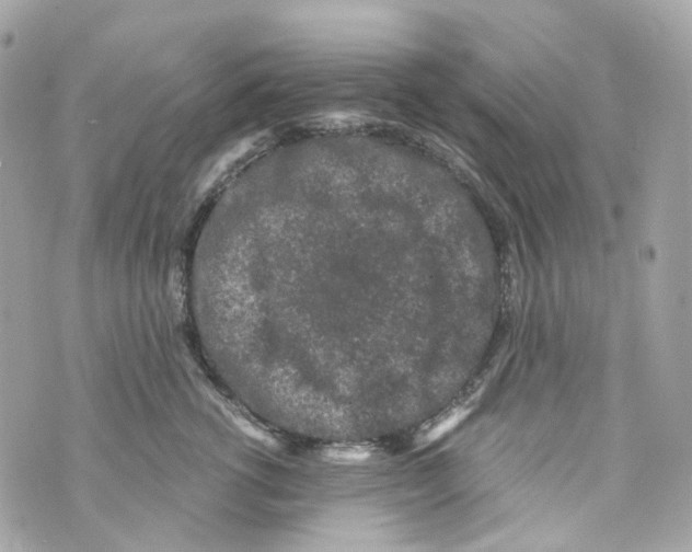 X0000069810762200606161849