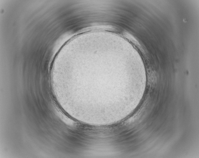 X0000069810836200606161847