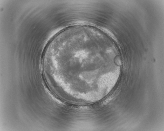 X0000069810839200606161847