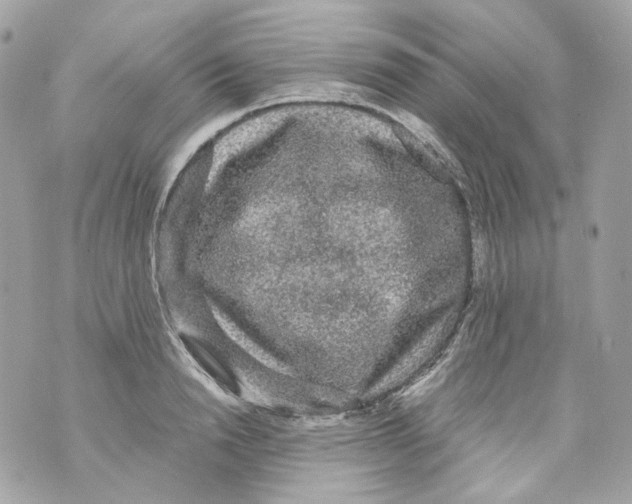 X0000069810846200606161847