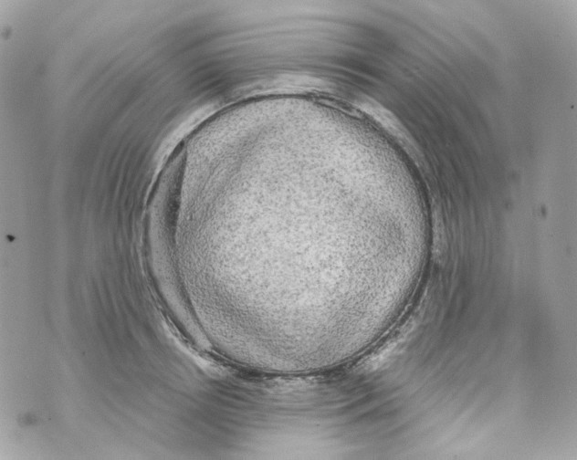 X0000069810850200606161847