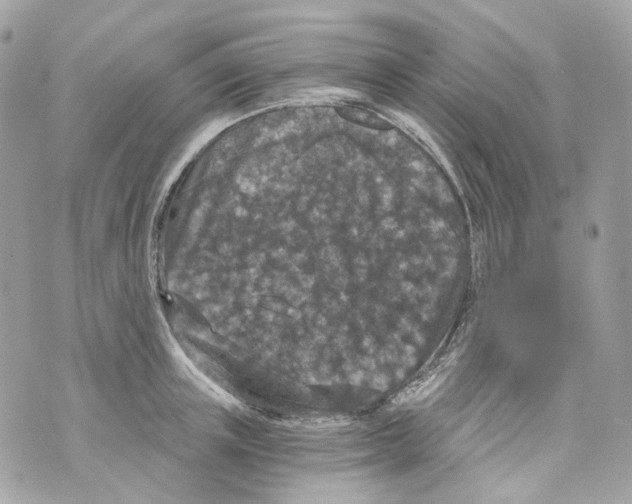 X0000069810851200606161847