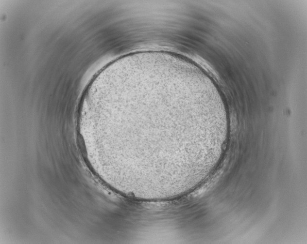 X0000069810854200606161847