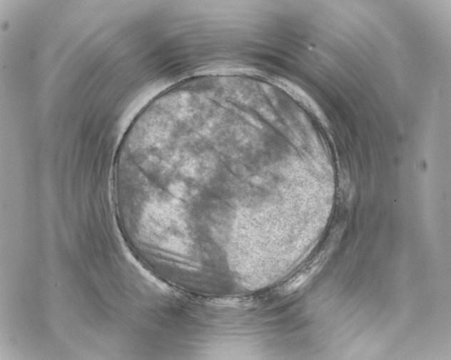 X0000069810855200606161847