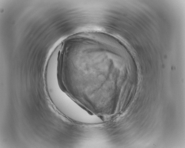 X0000069810864200606161848