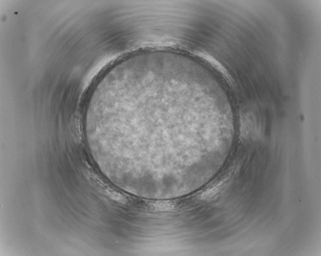 X0000069810878200606161847