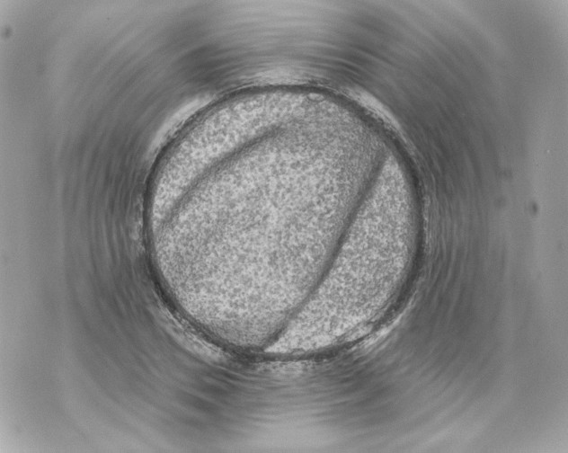 X0000069810930200606161846