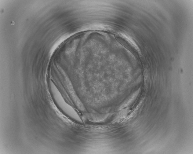 X0000069810944200606161846