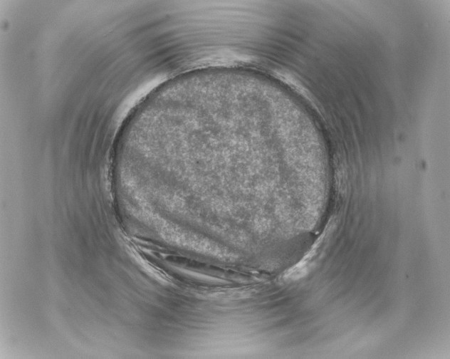 X0000069811026200606161844