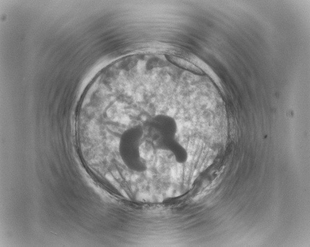 X0000069811099200606161843