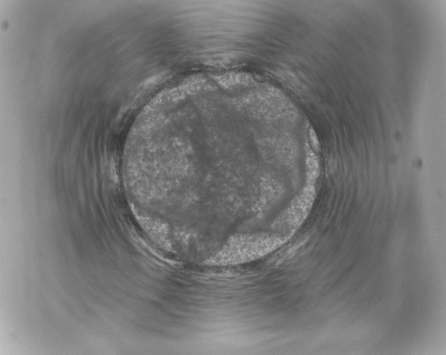 X0000069811106200606161842