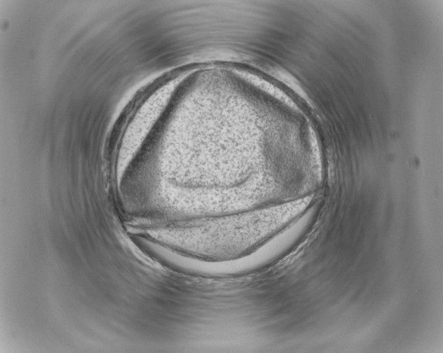 X0000069811116200606161842