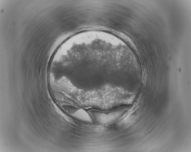 X0000069811231200606161841