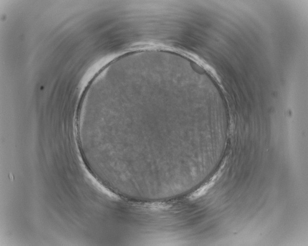 X0000069811239200606161841