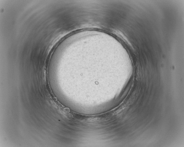 X0000069811268200606161840