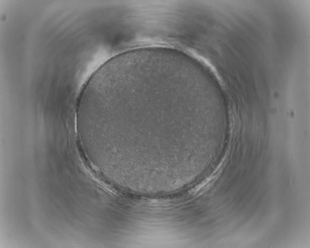 X0000069811365200606161839