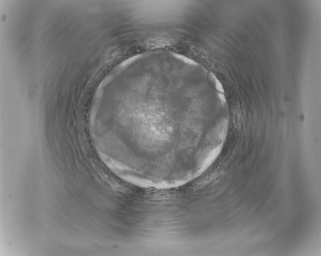 X0000069811393200606161837