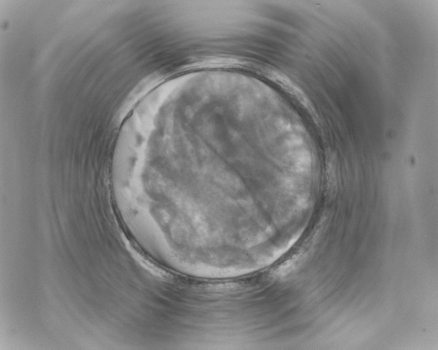 X0000069811425200606161838