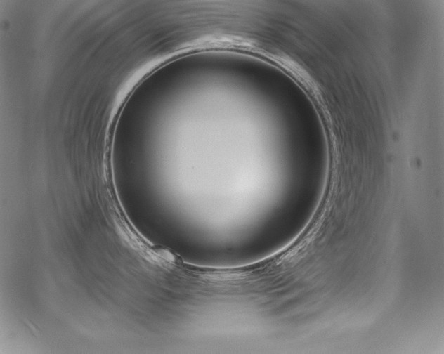X0000069821296200605191101