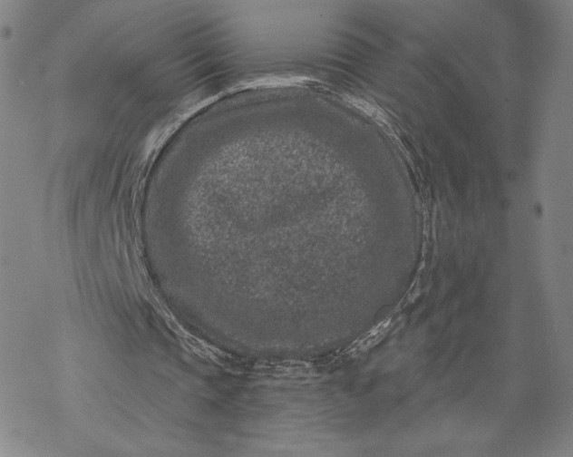 X0000069820337200606021317