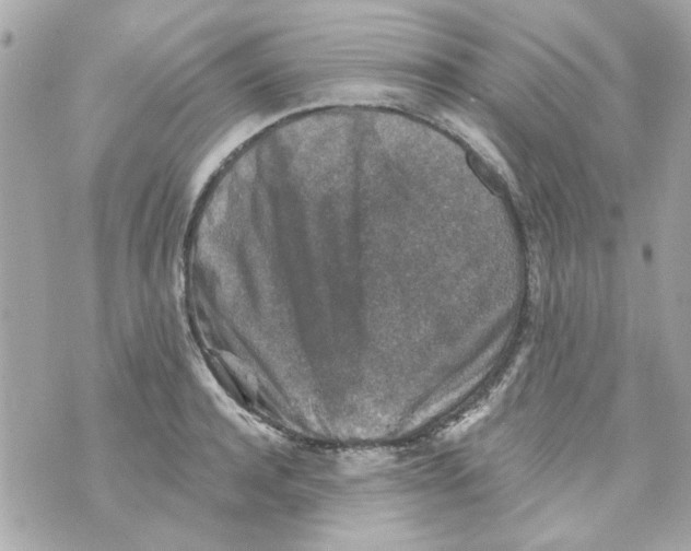 X0000069820944200606161911