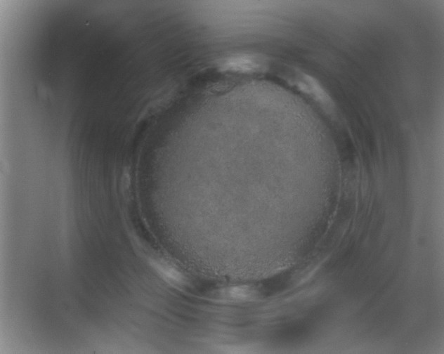 X0000069830365200605191146