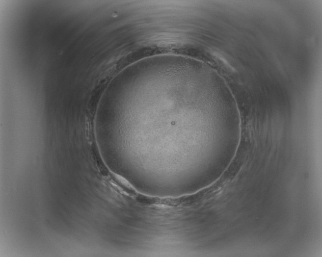 X0000069830917200605191136