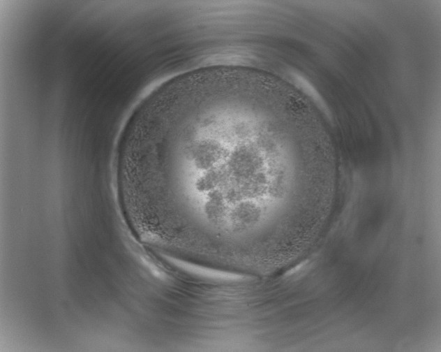 X0000069831035200605191134