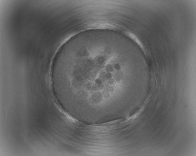 X0000069831071200605191134