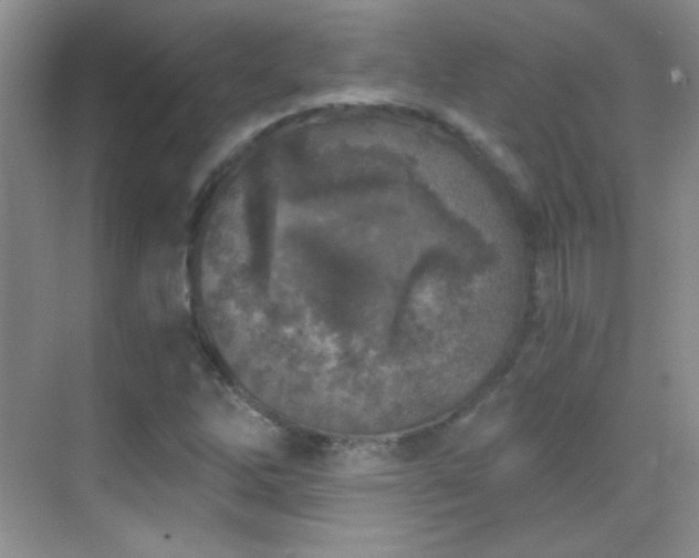 X0000069831262200605191130