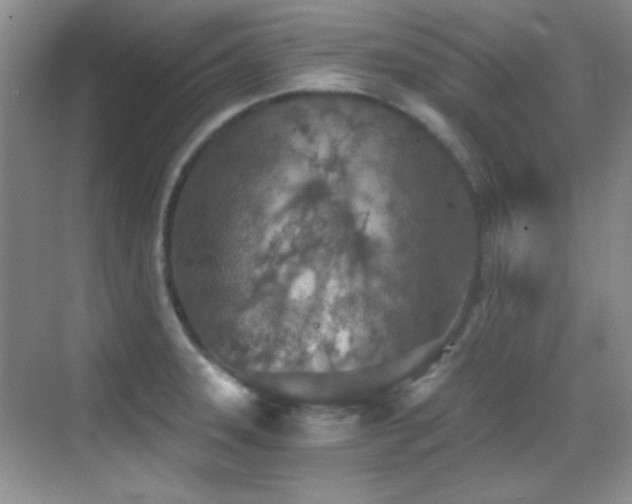 X0000069831331200605191130