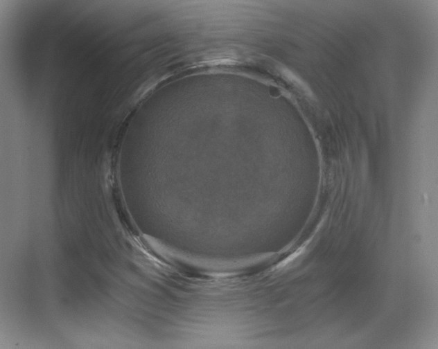 X0000069831353200605191129