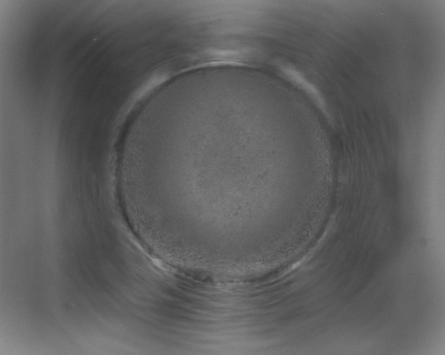 X0000069831411200605191128