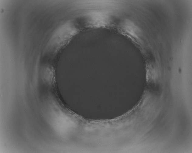 X0000069830029200605221218