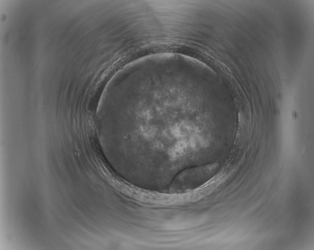 X0000069830048200605221218