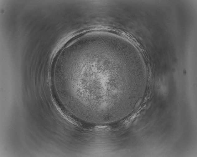 X0000069830055200605221217