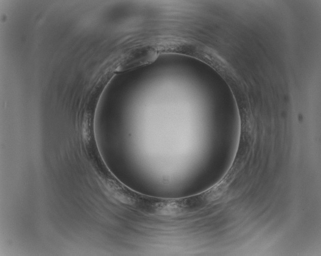 X0000069830074200605221217