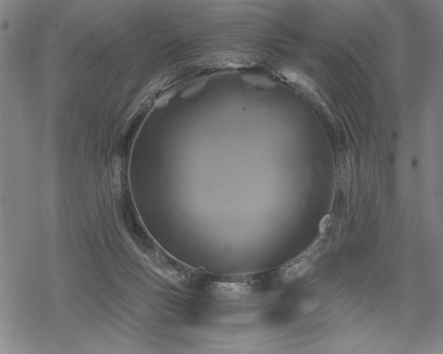 X0000069830167200605221216