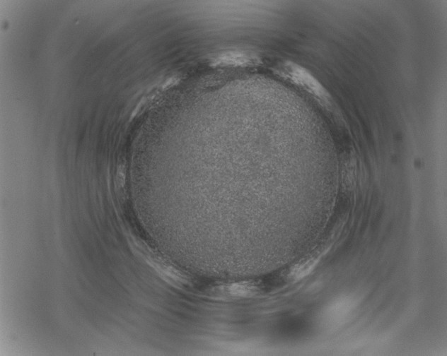 X0000069830365200605221213