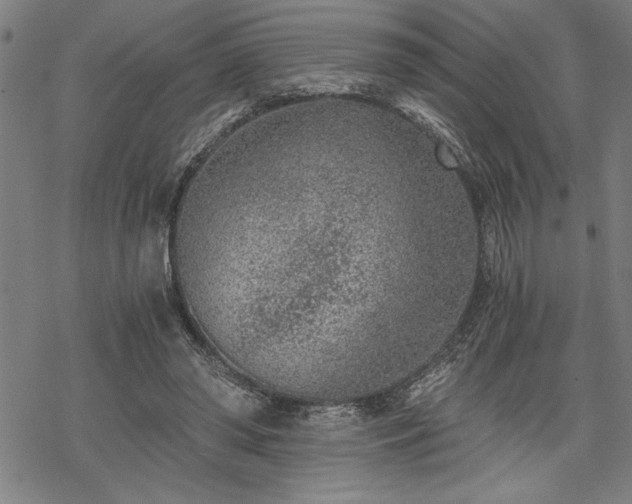 X0000069830398200605221212