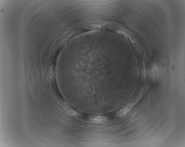 X0000069830467200605221211