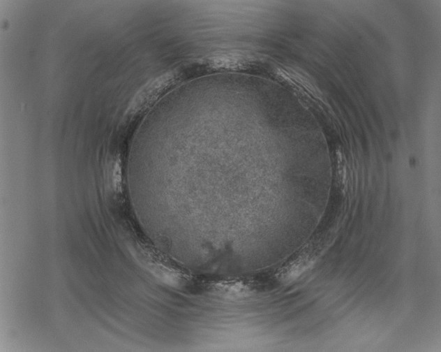 X0000069830502200605221210